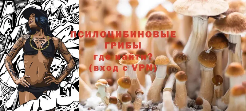 наркотики  Красноармейск  Псилоцибиновые грибы MAGIC MUSHROOMS 